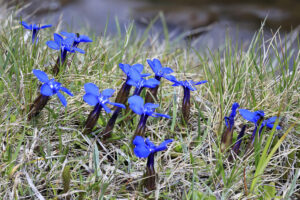 Photo of Spring Gentian by Martin Rogers